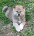 Akita inu �t���tka