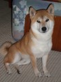 Shiba-inu  kryc� pes