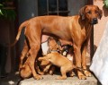 r.ridgeback-�t���tka