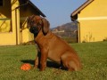 �t�n� Rhodesk� ridgeback