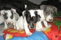 Jack Russell Terier
