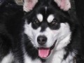 Alja�sk� malamut s PP-fena