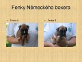 Prod�m �istokrevn� fene�ky N�meck�ho boxera