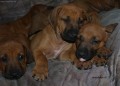 rhodesky ridgeback- �t�n�