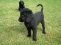 FLAT COATED RETRIEVER - prodej �t��at s PP