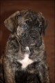 Cane Corso - �t��ata s PP