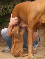 rhodesky ridgeback �t�n�