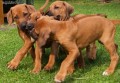 rhodesky ridgeback- �t�n�