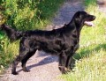 FLAT COATED RETRIEVER-�t��ata s PP