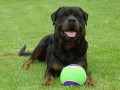 Rottweiler - �t��ata s PP