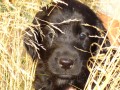 �t��ata Flat coated retriever