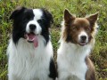 �t���tka border collie