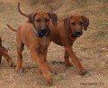 rhodesky ridgeback- �t�n�