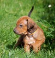 Rhodesian ridgeback a Parson Russell terrier