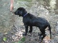 FLAT COATED RETRIEVER - prodej �t��at s PP