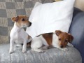 Jack Russel Teri�r 
