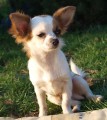 Chihuahua - �ivava