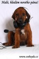 Rhod�sk� ridgeback - posledn� vymazlen� kluk s PP