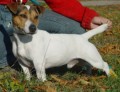 jack russel terier - prod�m �t�nata