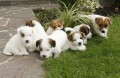 Jack Russel Terier  �t��ata s PP