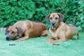 Rhodesian Ridgeback-�t���tka s PP