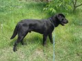 Labrador Retriever-kryt�
