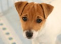 Jack Russel Terier  �t��ata s PP