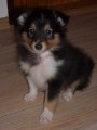 Sheltie-prod�m �t���tka