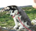Siberian husky Forjana