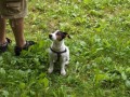 Jack Russel Teri�r - kryt�