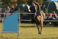 �koli�ka pro �t���tka a v�cvik agility