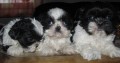 stenatka shihtzu