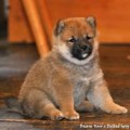 �t��� SHIBA INU