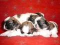CHS Breed Love - nab�z� �����tka plemene Shih-tzu