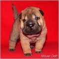 SHAR-PEI - �t���tka ze zahrani�n�ho kryt�