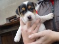 prod�m �t�n� jack russell terier