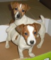 Jack Rusel Terier
