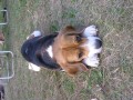 Beagle pes 6rok�