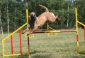 Belgick ovk malinois