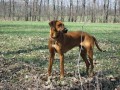 Rhod�sk� ridgeback - �t��ata s PP