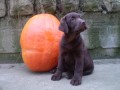 Labradorsk� retriever-�okol�dov� a �ern� �t���tka s PP