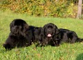 Novofundlandsky pes, �t��ata