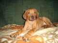 Rhod�sk� Ridgeback, �t���tka s PP