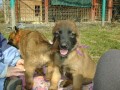 Belgick ovk malinois