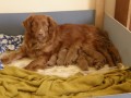 �t��ata Nova Scotia Duck Tolling Retriever