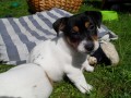 Jack Russel terier s PP