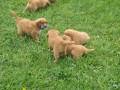 �t��ata Nova Scotia Duck Tollling Retriever