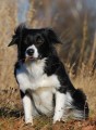 �t��ata - Border collie