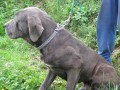 Cane corso - levn� prod�m psa a fenku bez PP