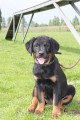 �t�n� Rottweilera
